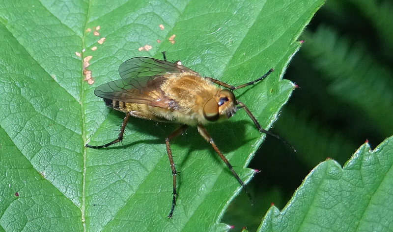 probabile: Thereva aurata (femm.)